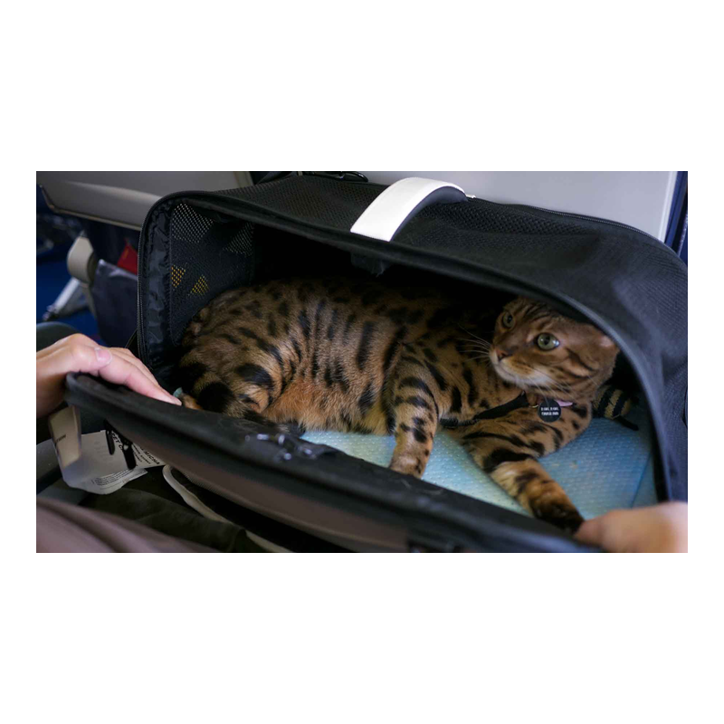 Sac de transport pour chat spécial avion SleepyPod Air