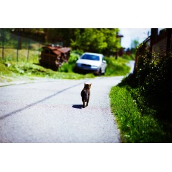 Dois-je laisser sortir mon chat d’intérieur durant les vacances d’été ?