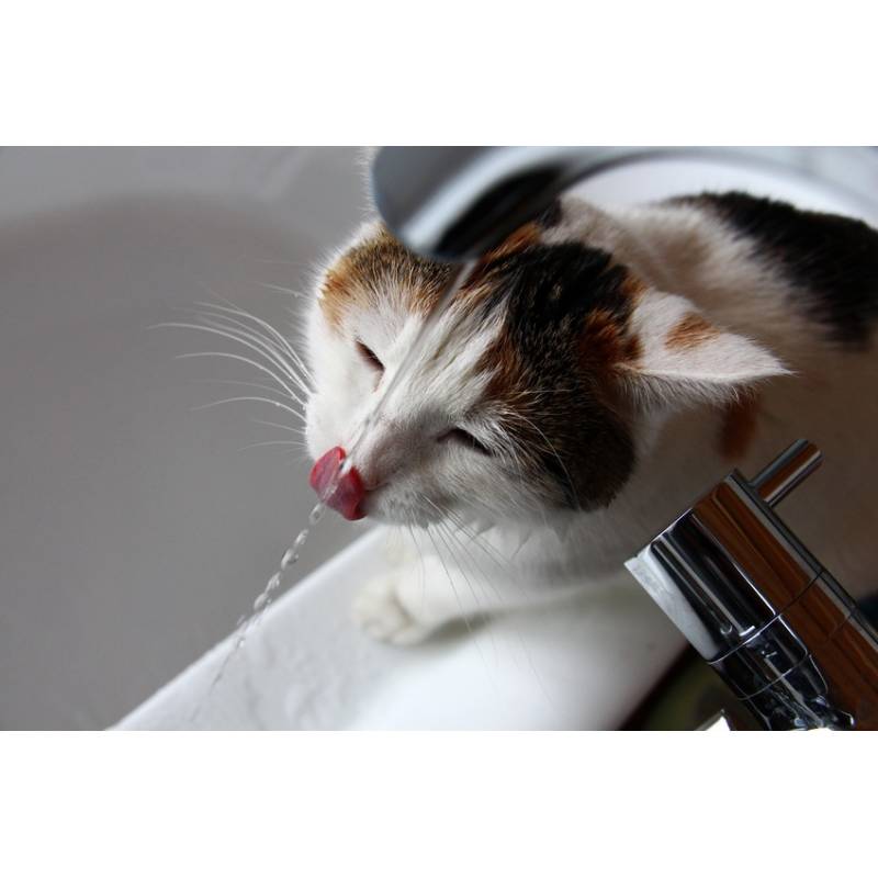 Fontaine à Eau Nettoie Les Dents Pour Chat Cat H2o