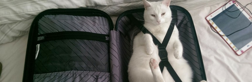 Guide complet pour emmener son chat en voyage