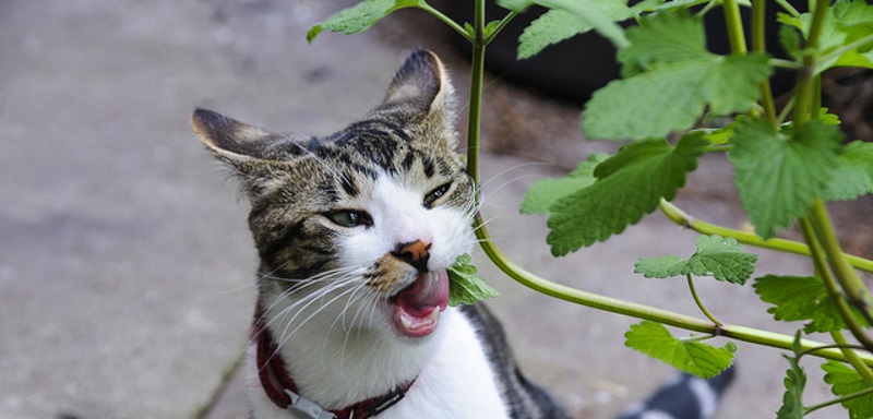 Le chat urine dans les plantes : pourquoi et que faire