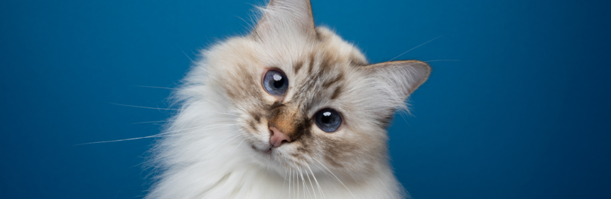 chat aux yeux bleus