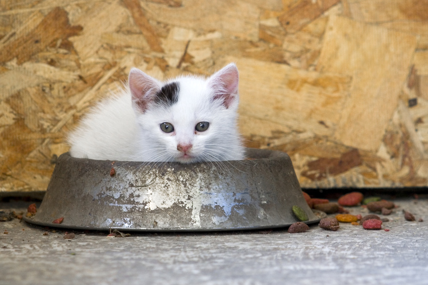 Croquettes Naturelles Pour Chaton Sans Cereale Ni Pomme De Terre